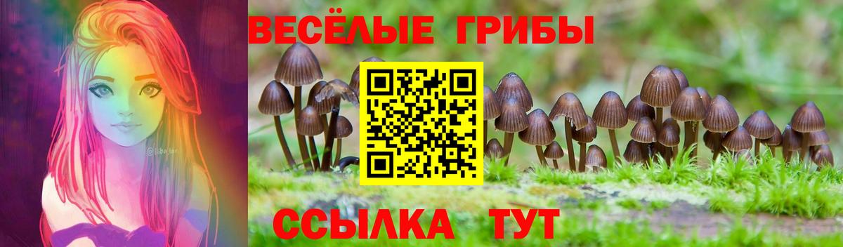 Псилоцибиновые грибы Psilocybe Бугуруслан